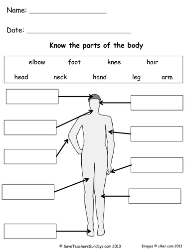 human body interactive worksheet - the human body worksheet for grade 3