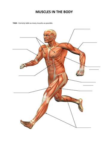 Muscles Bones Movement Introduction Lesson Teaching Resources