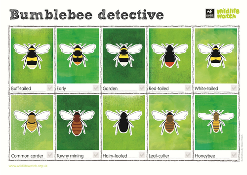 Bumblebee Detective Spotting Sheet