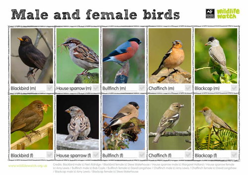 Male and Female Birds Spotting Sheet