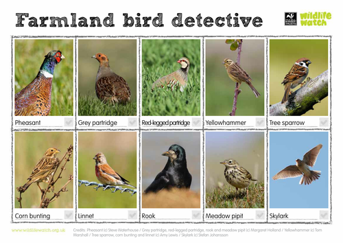 Farmland Birds Spotting Sheet