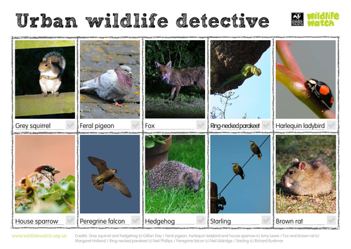 Urban Wildlife Spotting Sheet