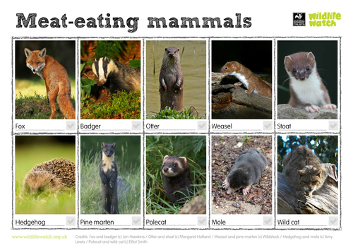 Meat-eating Mammals Spotting Sheet