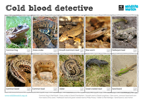 Cold Blood Spotting Sheet