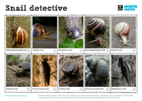 Snail Spotting Sheet