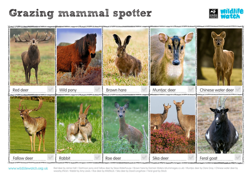 Grazing Mammal Spotting Sheet
