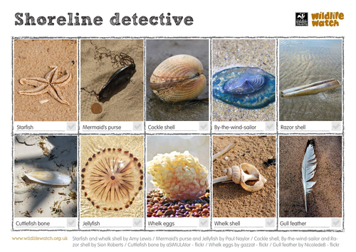 Shoreline Detective Spotting Sheet
