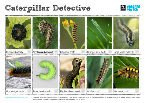Caterpillar Spotting Sheet