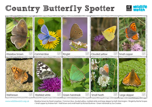 Country Butterflies Spotting Sheet