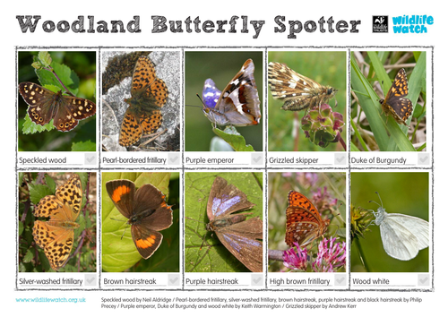 Woodland Butterflies Spotting Sheet