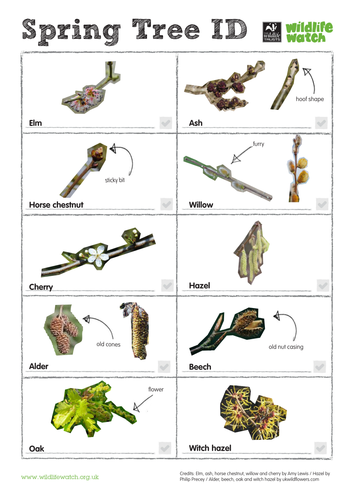 Spring Tree ID Spotting Sheet