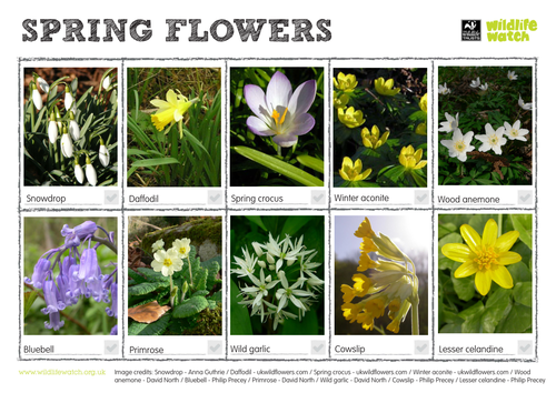 Spring Flowers Spotting Sheet