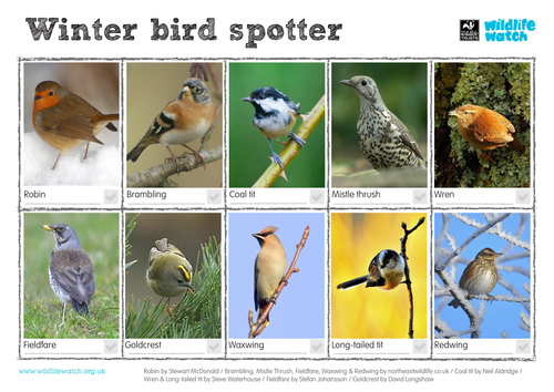 Winter Bird Spotting Sheet