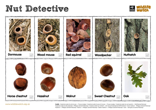 Nut Detective Spotting Sheet