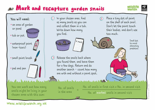 Mark and recapture garden snails