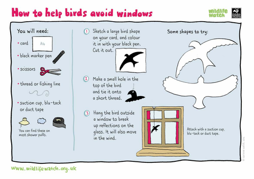 How to help birds avoid windows