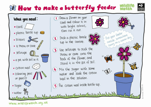 How to make a butterfly feeder