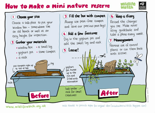 How to make a mini nature reserve