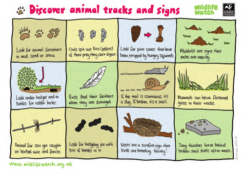 Discover animal tracks and signs