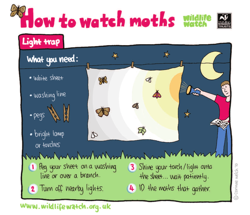 How to watch moths: Light trap