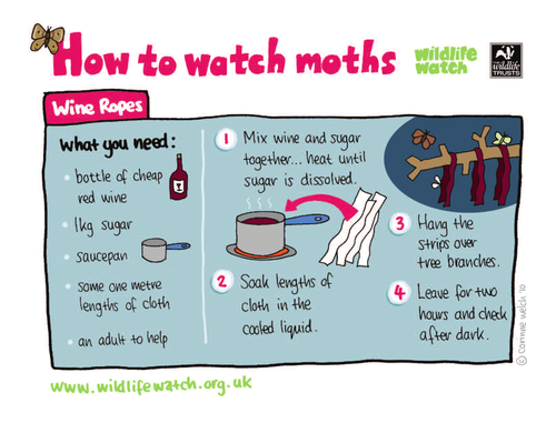 How to watch moths: Wine ropes