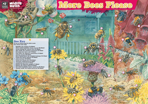 Bees - 'More Bees Please' Poster