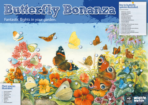 Butterflies - 'Butterfly Bonanza' Poster