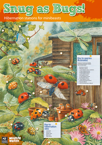 Hibernating insects - 'Snug as Bugs' Poster