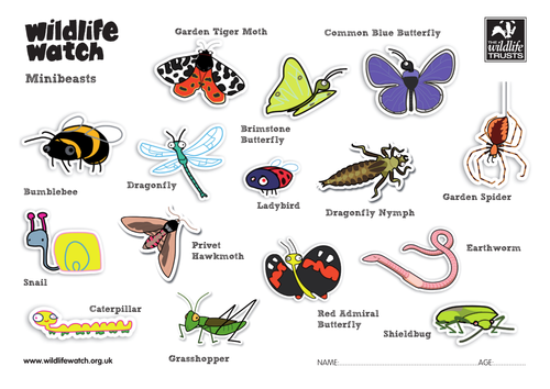 Minibeasts Colouring Sheets