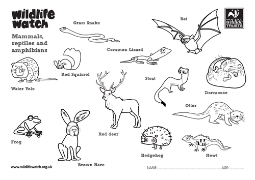 Mammals, reptiles and amphibians | Teaching Resources