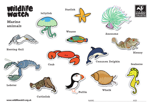 Marine Animals Colouring Sheets