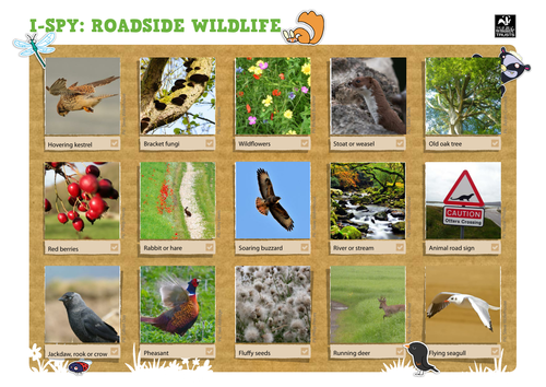 Roadside Wildlife I-Spy Game