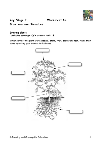 Grow your own tomatoes