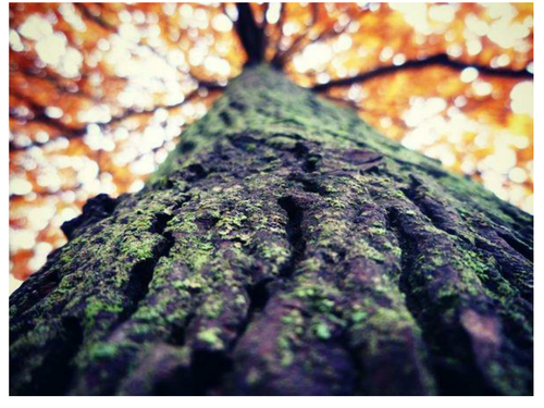 Pictures to support visual literacy