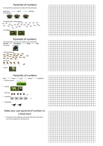 Pyramids Of Numbers And Biomass Worksheet Answers