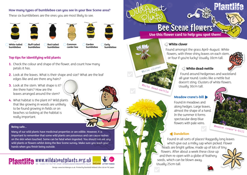 Bee Scene ID Guide