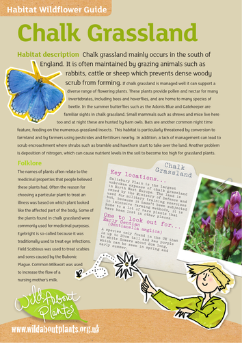 Chalk Grassland Habitat Guide | Teaching Resources