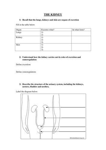 Excretion & Kidneys Topic - Revision Worksheet | Teaching Resources