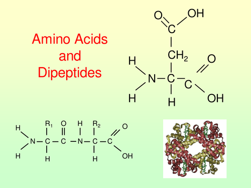 Amino Acids and Peptide Bonds