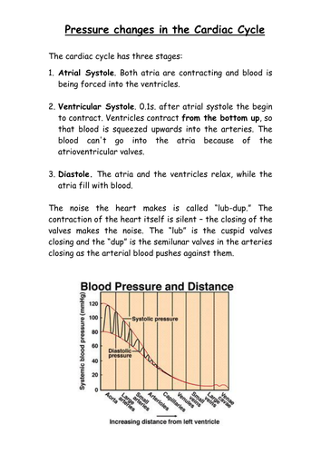 Cardiac cycle | Teaching Resources