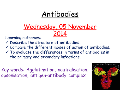Antibodies