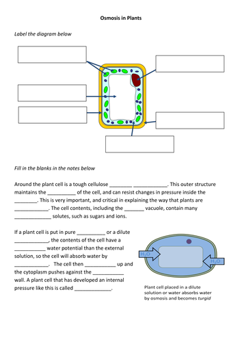 Osmosis in Plants | Teaching Resources