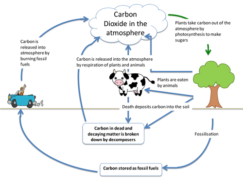 Carbon cycle