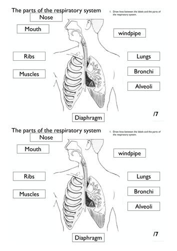 respiratory system diagram for kids worksheet