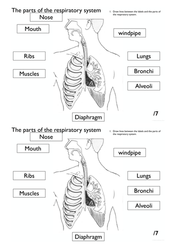 Respiratory System Worksheet Pack Teaching Resources 2199