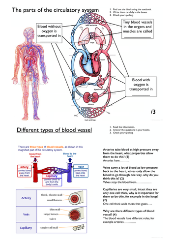 Simple blood vessels worksheet for KS3