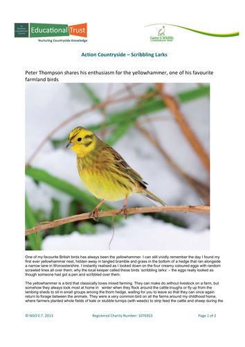 Action Countryside - Scribbling Larks