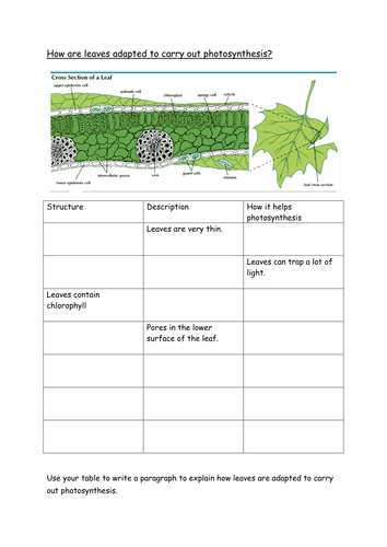 Adaptations of leaves for photosynthesis