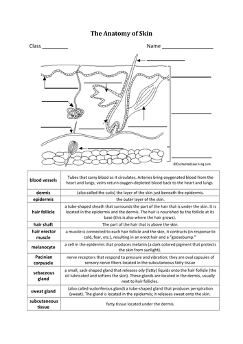 Anatomy Of The Skin