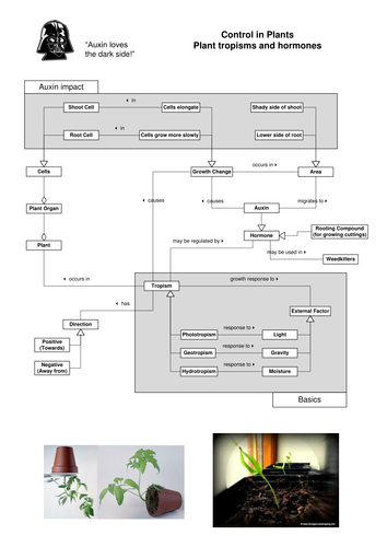 Plant Tropisms and Hormones Concept Map